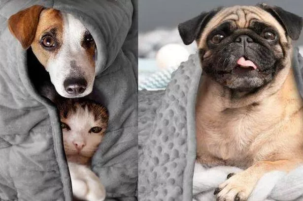 Amazon’s £35 weighted pet blanket ‘provides comfort during fireworks’ for anxious dogs