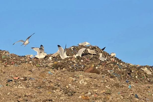 Residents ‘banging heads against the wall’ as stinking landfill site woes continue