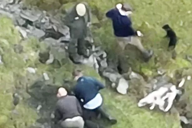 Footage shows moment fox is dug from hiding place and ‘torn apart by hounds’ in illegal hunt
