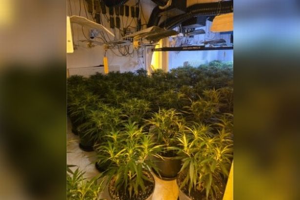‘Very strange smell’ leads to huge cannabis factory as police make arrests