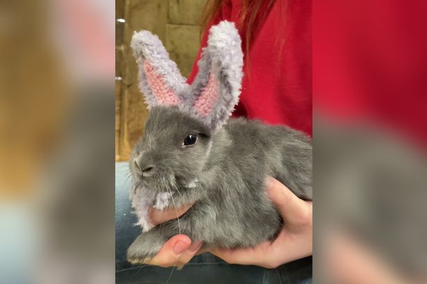 Adorable bunny born without any ears given crocheted pair to help him blend in