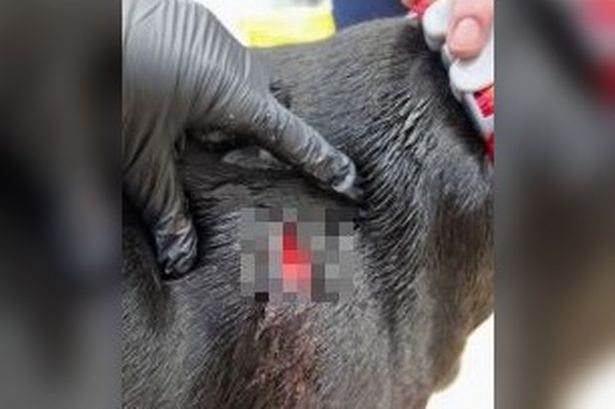 Woman who stabbed her dog and blamed injury on a nail avoids jail