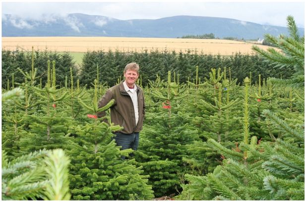 Vodka tree giving away free Christmas trees with Waitrose and Booths