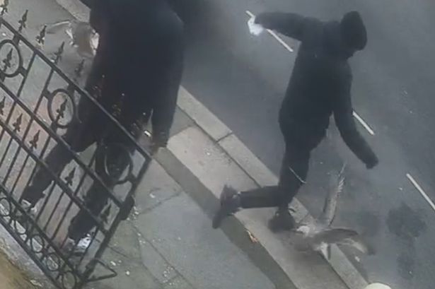 Sickening moment man repeatedly stamps on and kills seagull in Blackpool