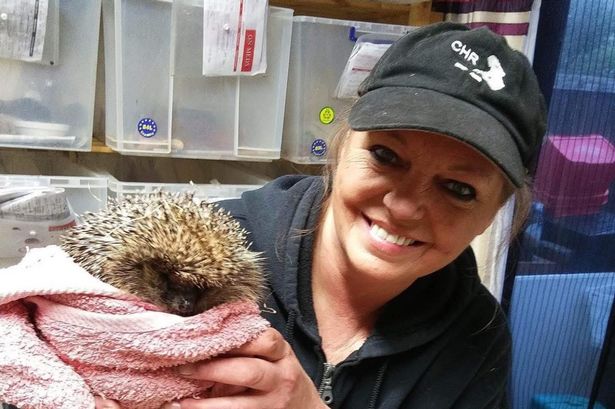 ‘It’s really heartbreaking’: Hedgehog rescue under threat of closure amid desperate appeal for help
