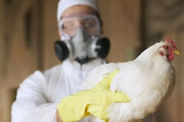 ‘Highly pathogenic’ cases of bird flu confirmed in Lancashire as warnings issued