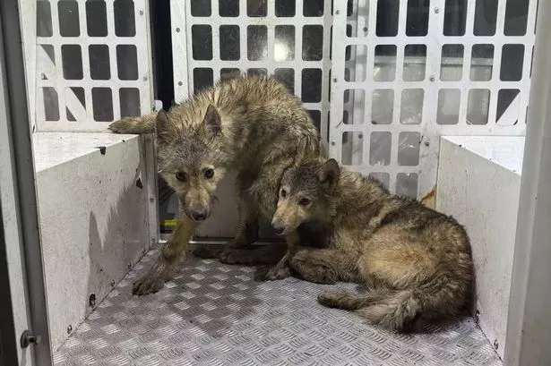 Vet gives breed update on ‘wolves’ roaming Preston streets as council confirms next steps