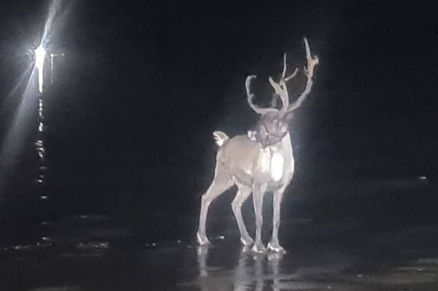 Runaway reindeer from Christmas event sparks major search on beach