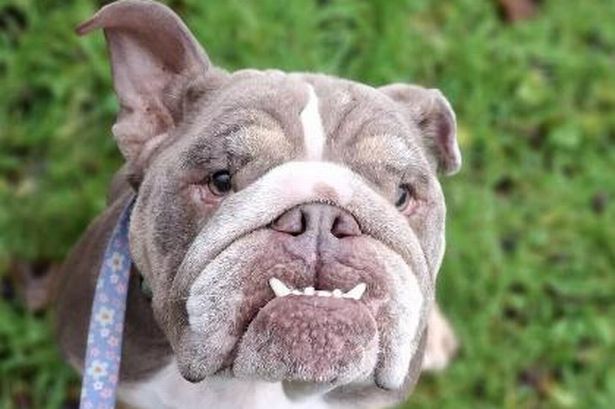 The heartbreaking surge in cases of animals ‘starving behind closed doors’ in Lancashire