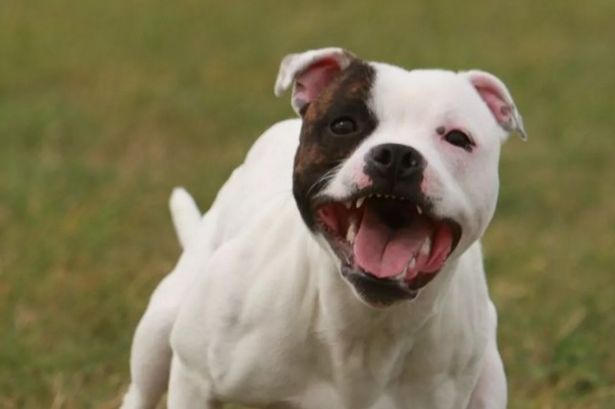 Pensioner tried to feed dog a Greggs sausage roll but was left with horror injuries