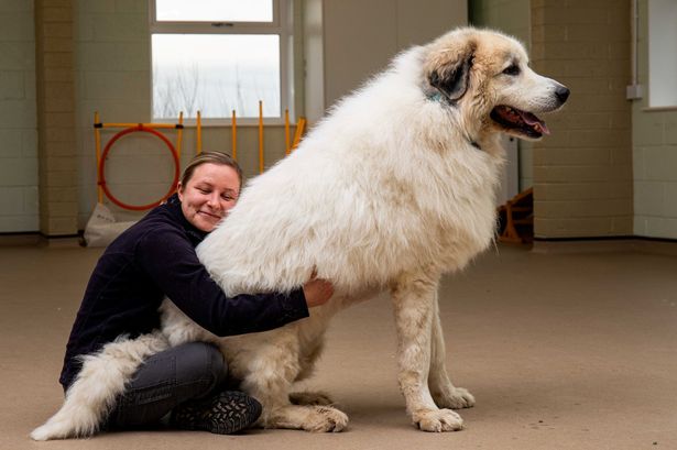 Dog the size of a small polar bear is hoping for a new owner – with a big sofa