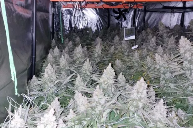 Large-scale cannabis farm covering four rooms discovered at a house in Preston
