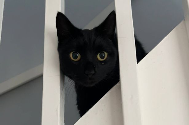 Missing cat reappears after five years in unbelievable ‘Christmas miracle’