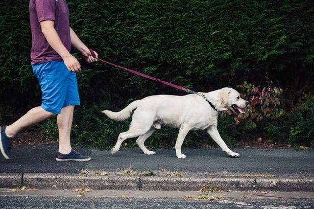 The rule changes being considered for dog walkers in Lancashire town