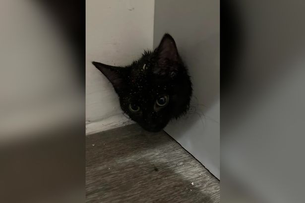 Mischievous kitten rescued by firefighters after getting trapped behind kitchen units