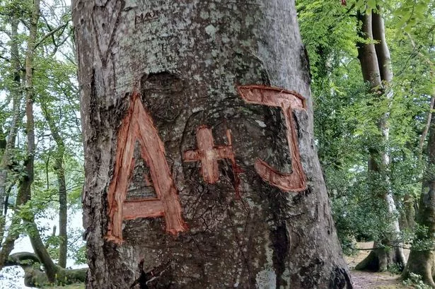 Lake District trees at risk as visitors urged to stop carving initials into trunks