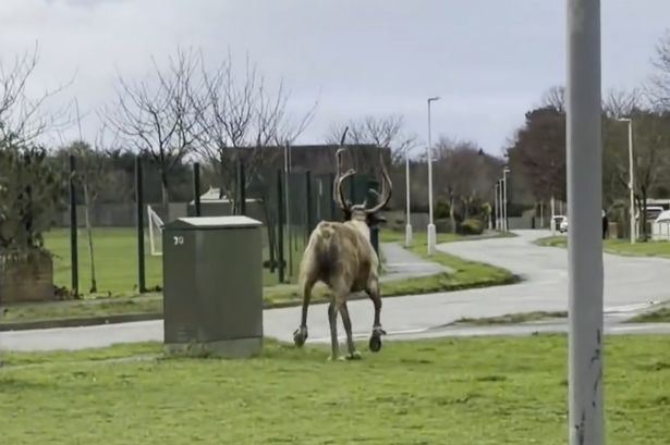 Escaped reindeer caught on camera running through streets past school