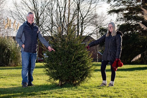 People left baffled after monster 50ft Christmas tree replaced with ‘twig’