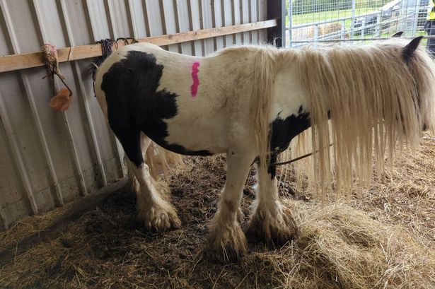 Cruel sisters left horse crippled and suffering in agony for a year before it had to be put down