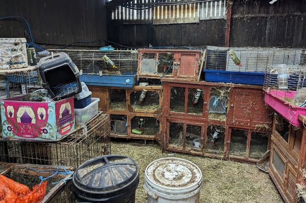 Woman kept 74 rabbits and guinea pigs stacked up in their own faeces with no food or water