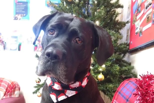 Neglected dog desperate to find her forever home this Christmas after nine months in care