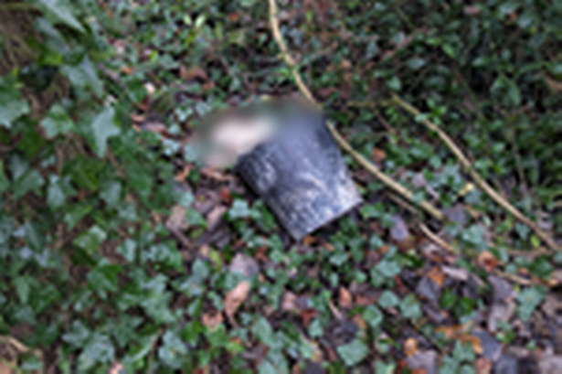 Kitten found dead near the canal in Blackburn