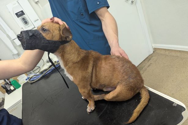 Dog dies after collapsing in Lancaster with severe skin issue and paralysed back legs