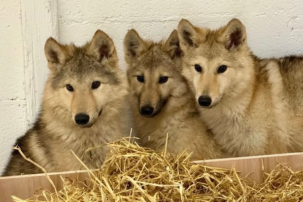 Animal charity issues update on Preston ‘wolves’ after avoiding ‘tragic outcome’
