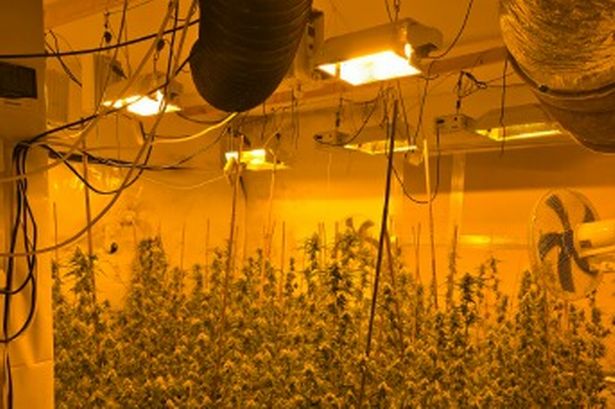 Police bust huge £46,000 cannabis farm at house following tip-off