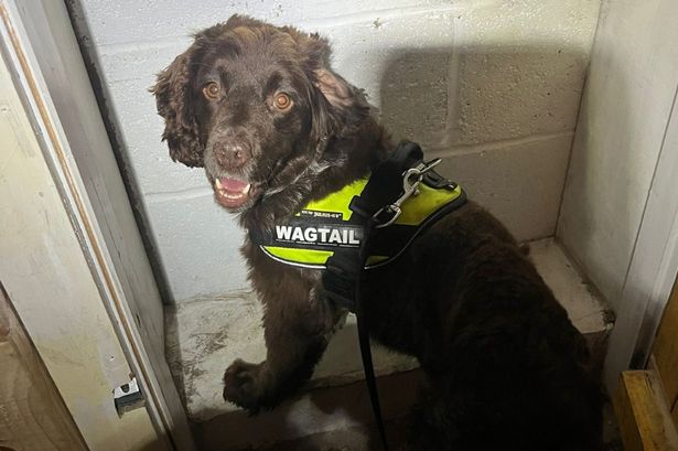 Dog sniffs out illegal stash hidden in wall as five Blackburn shops raided