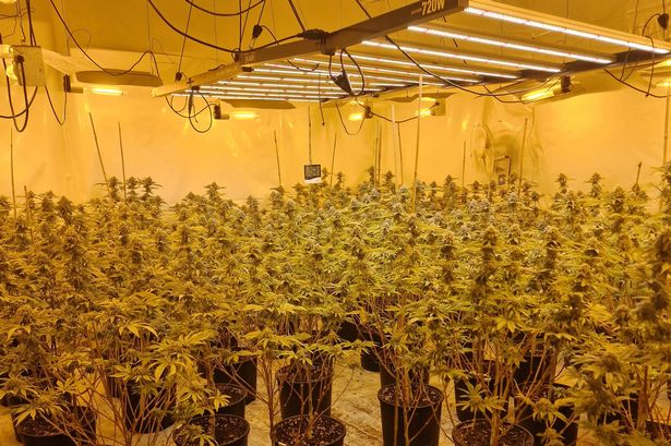 ‘While most people were putting up Christmas trees, he decided to grow 256 of the wrong kind’