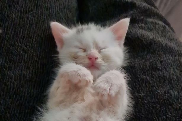These cute kittens are some of the lucky ones as Lancashire faces welfare crisis