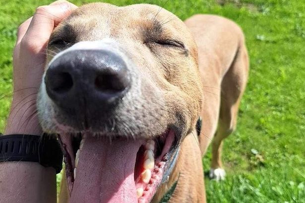 Lancashire dog branded ‘Britain’s loneliest’ finally adopted after almost three years in care