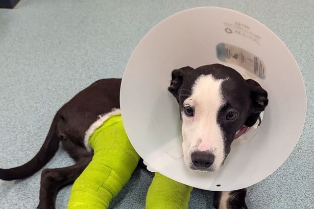 Puppy left in agony with broken legs gets life-changing surgery to walk again