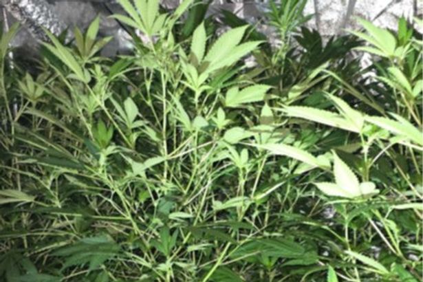 Two arrested after several cannabis plants found growing in Preston property