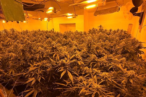 Huge cannabis farm uncovered after police burst into Blackburn building