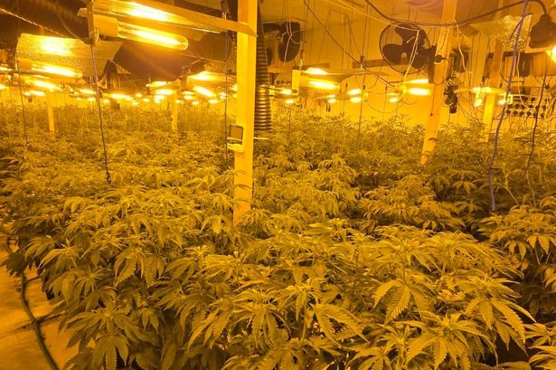 Hundreds of plants seized as police raid huge cannabis farm in Accrington