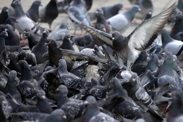 ‘End ban on feeding pigeons in Blackburn – they didn’t choose this life’