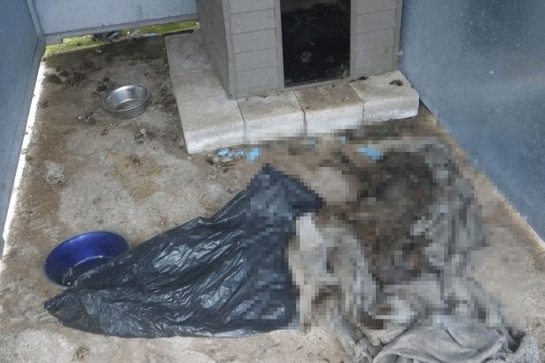 Pet dogs found in horrific ‘mummified’ state in home