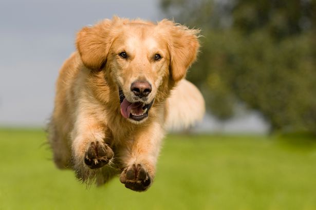 Preston residents to be asked if dogs should be on a lead at all times