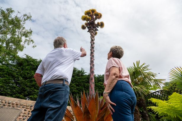 ‘We can call it the Eiffel Tower’: Rare 16ft plant finally blooms after 12 years