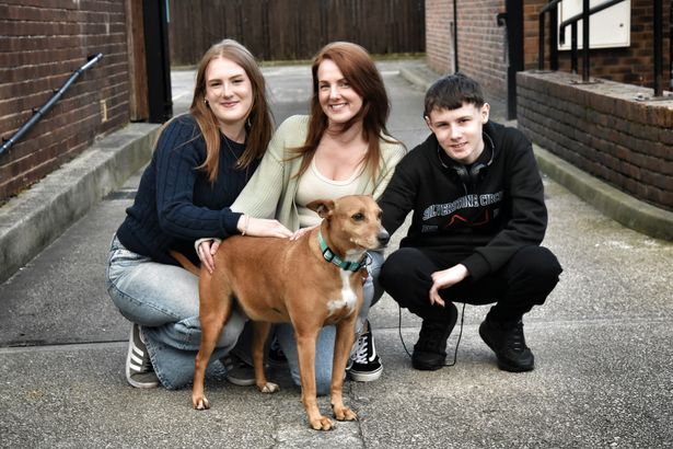 Dog left with horrific injuries after mystery Lancashire woodland walk incident