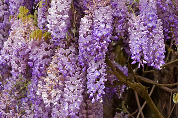 Warning to anyone with wisteria in garden as ‘you won’t be covered’