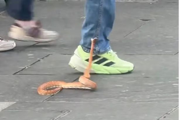 Watch moment escaped snake lashes out at shocked shoppers in city centre