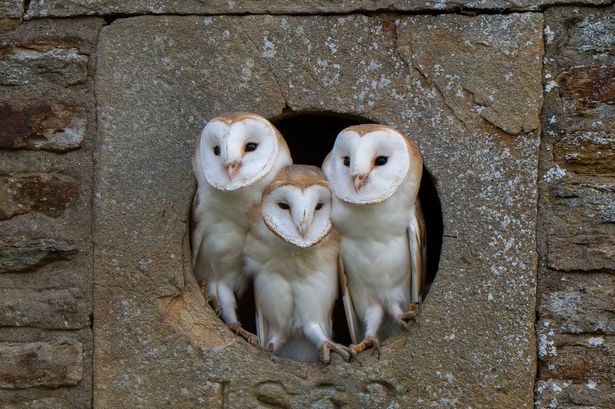 ‘It was amazing’: Burnley man stunned by what he spotted at old barn