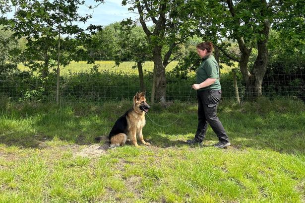 Inside £950-a-week Warrington dog rehab centre for naughty pups