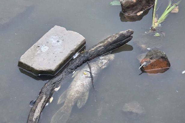Dead fish found in Wigan park lake as concerns grow over low water levels