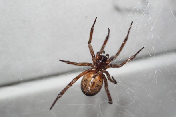 ‘Very large’ spiders looking for sex more likely in your house this month