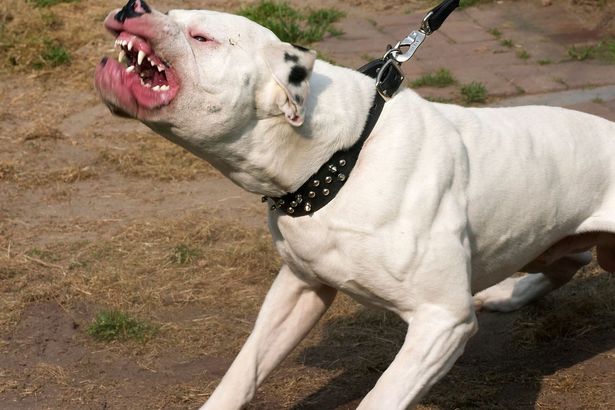Lancashire hospital trust among England’s highest for dog bite admissions