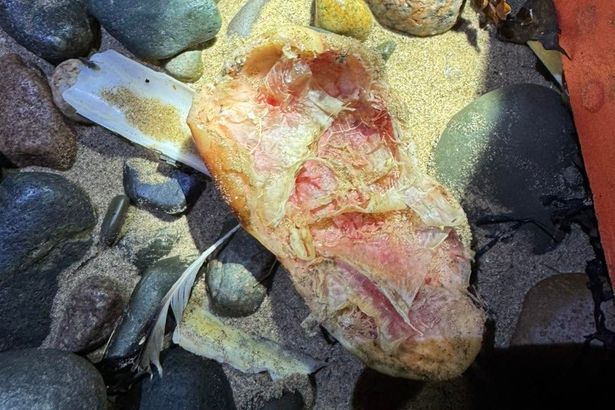 Suspected ‘body part’ found on Cumbrian beach sparks emergency response